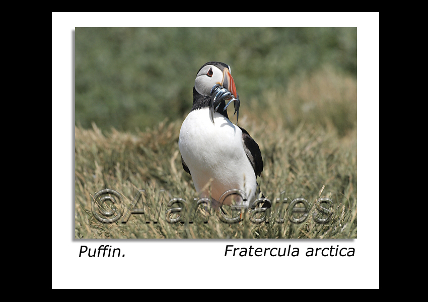 Puffin with Sand Eels